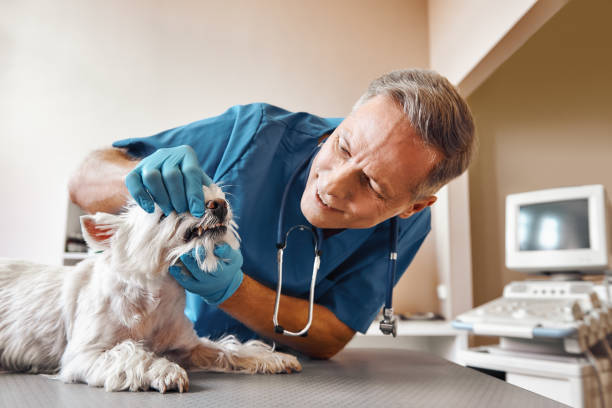 Best Emergency Dentist for Knocked-Out Tooth in Harbour Heights, FL